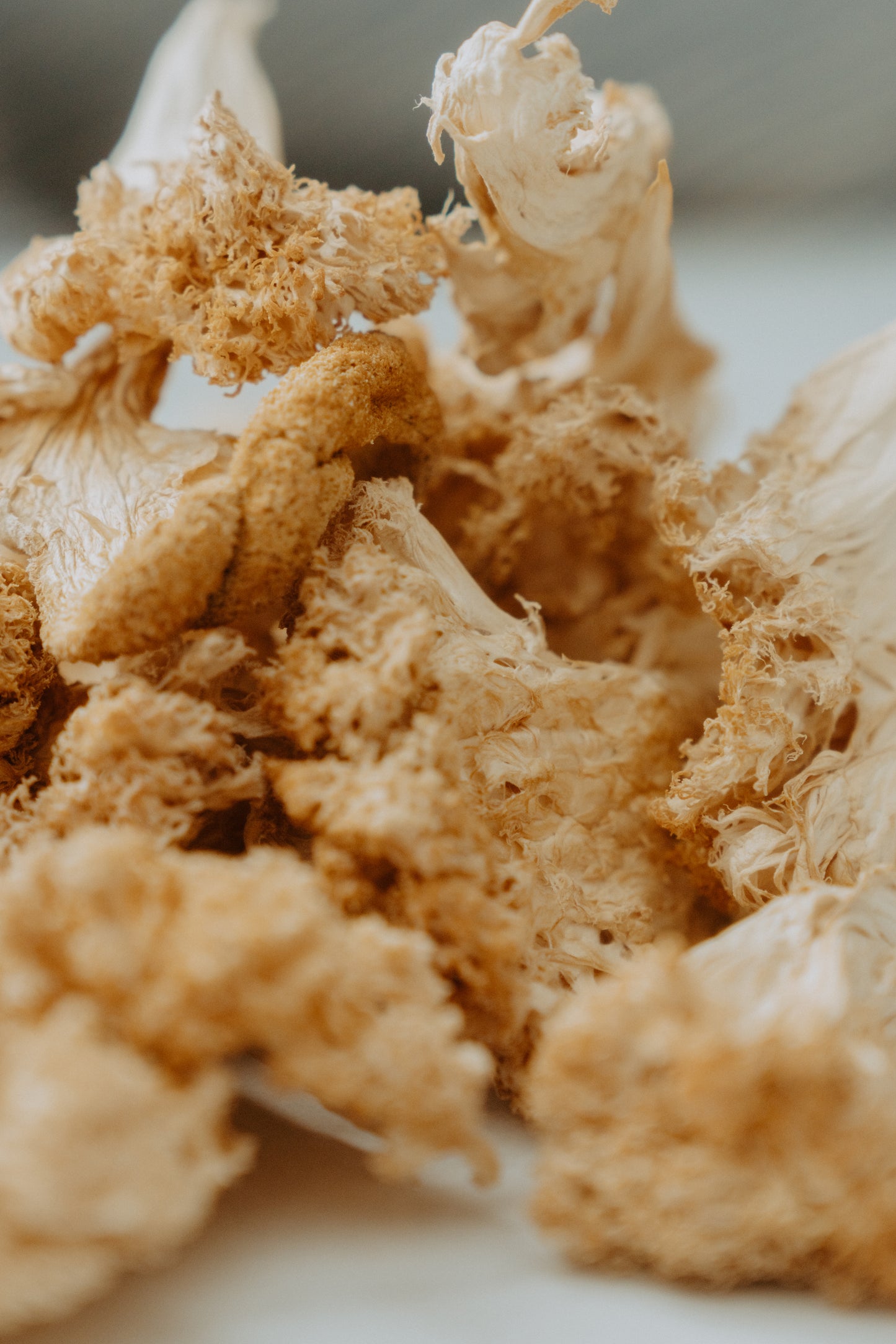 Sun-Dried Lion’s Mane Powder - 1 oz