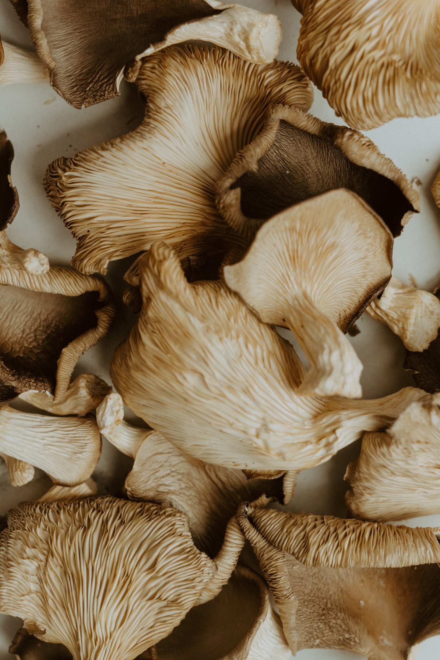 Sun-Dried Oyster Powder - 1 oz