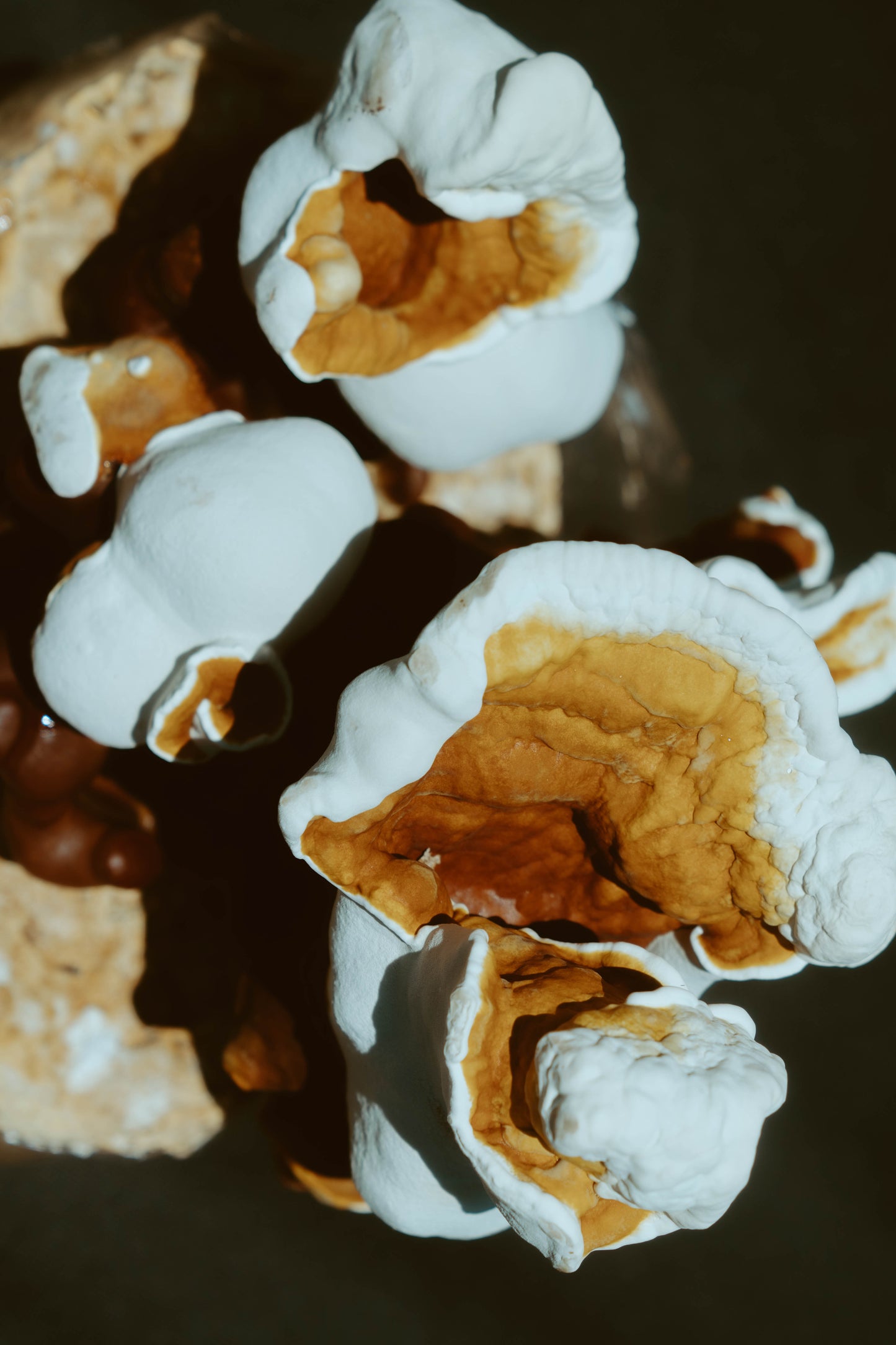 Reishi Mushroom Tea Powder- 5 grams